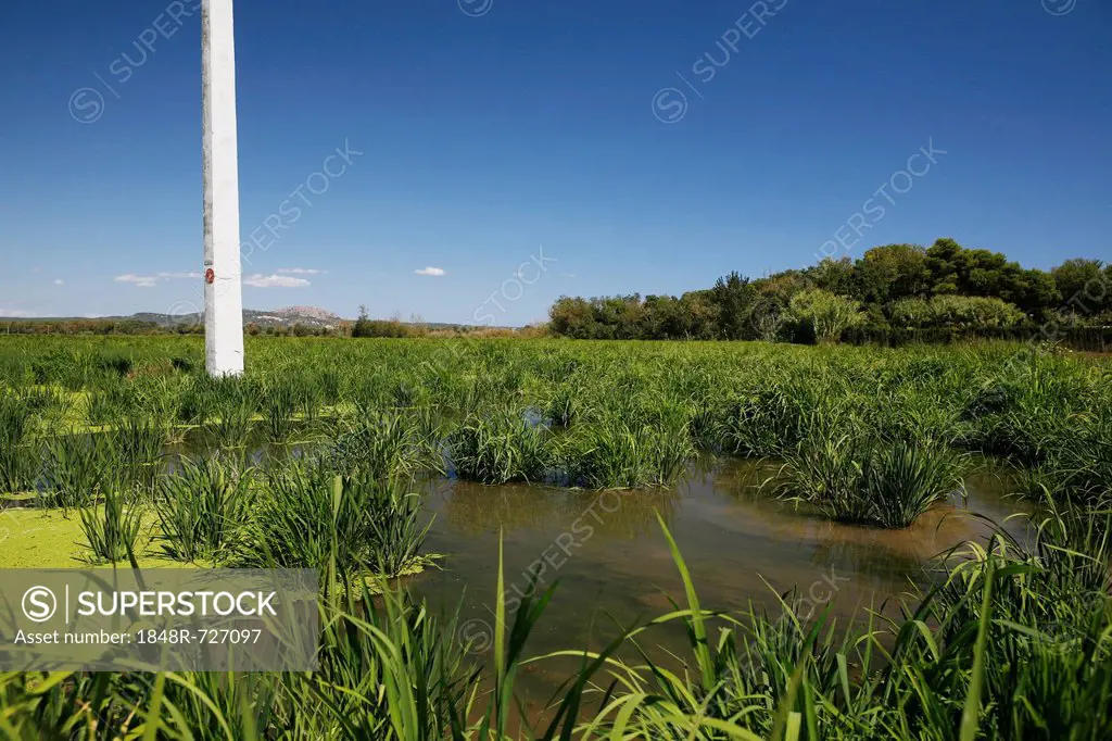 Rice field, rice cultivation near Pals, Basses d'en Coll, Catalonia, Spain, Europe