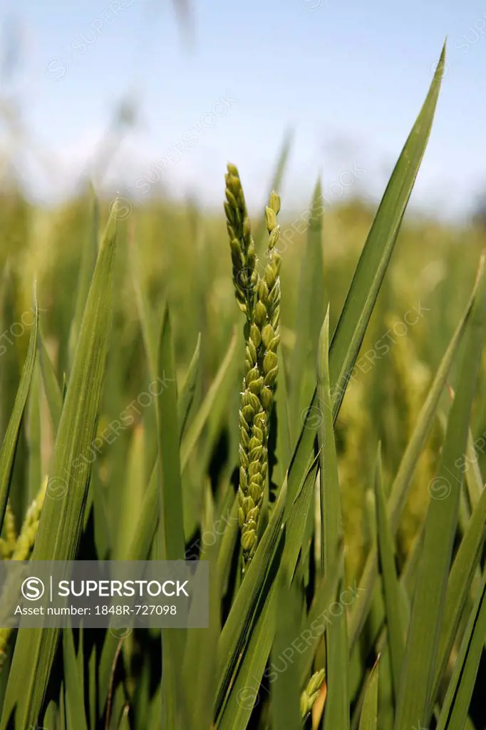 Ear of Rice (Oryza sativa), rice paddy, rice cultivation near Pals, Basses d'en Coll, Catalonia, Spain, Europe