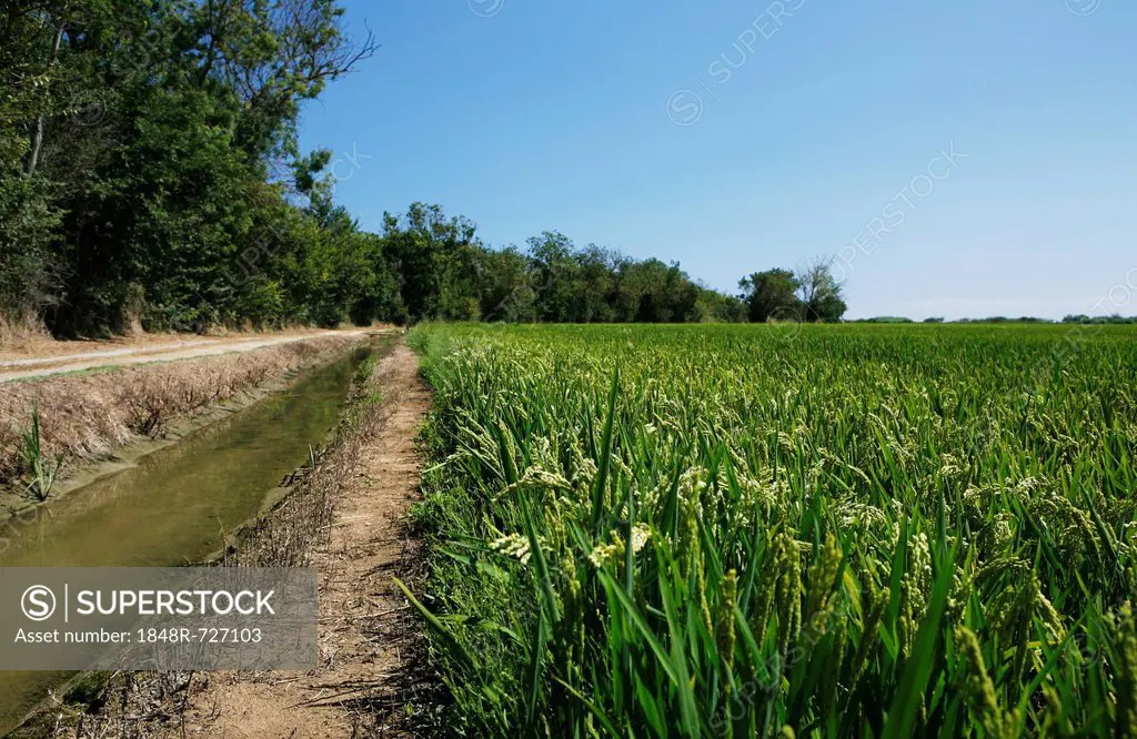 Irrigated rice field, rice cultivation near Pals, Basses d'en Coll, Catalonia, Spain, Europe