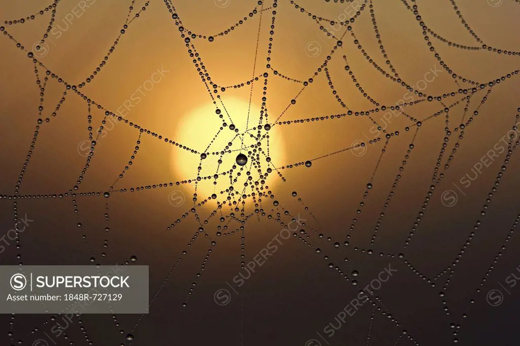 Cobweb with dew at sunrise