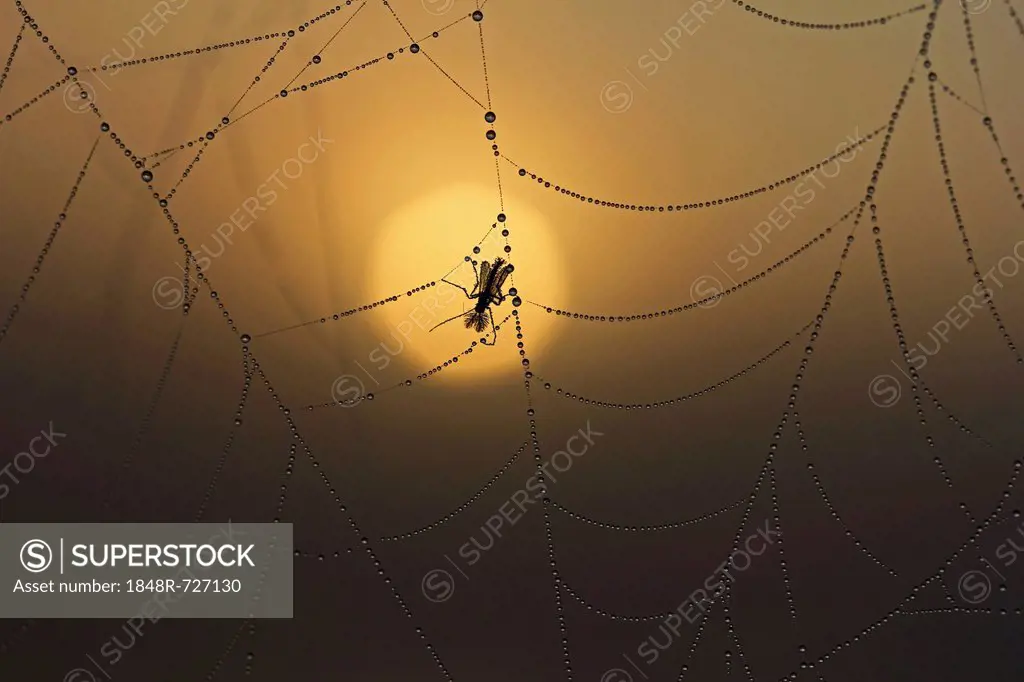 Cobweb with dew at sunrise