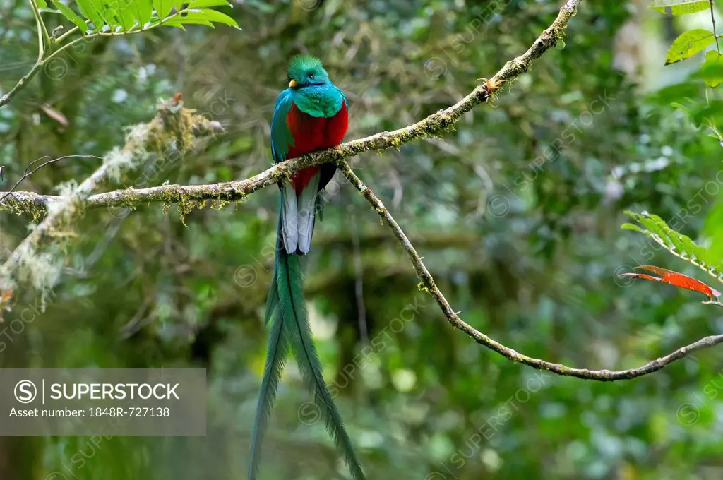 Resplendent Quetzal (Pharomacrus mocinno), male, San Gerardo de Dota, San José Province, Costa Rica, Central America