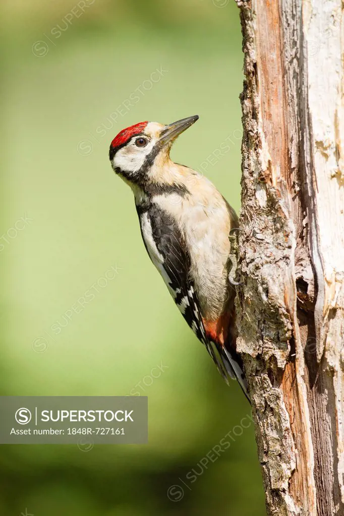 Great Spotted Woodpecker or Greater Spotted Woodpecker (Dendrocopos major), Limburg, Hesse, Germany, Europe