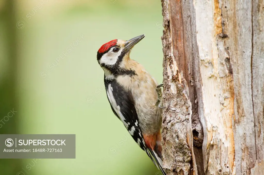 Great Spotted Woodpecker or Greater Spotted Woodpecker (Dendrocopos major), Limburg, Hesse, Germany, Europe