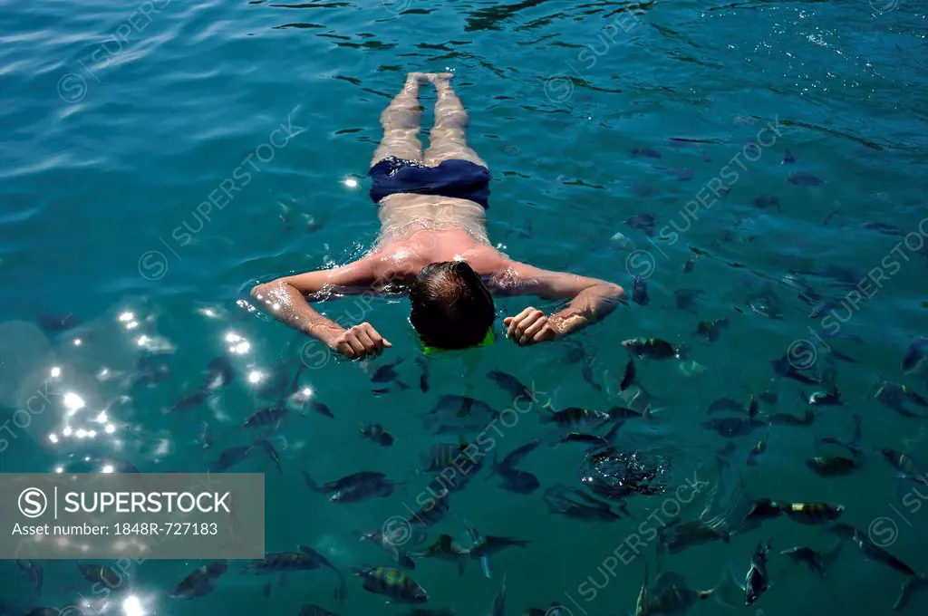 Tourist snorkeling in the turquoise sea surrounded by fish, Bay of Paraty or Parati, State of Rio de Janeiro, Brazil, South America