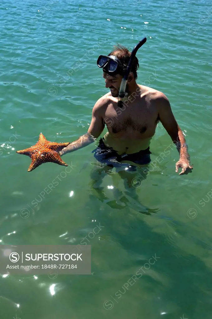 Tourist wearing diving goggles and a snorkel holding a starfish in his hand, Bay of Paraty or Parati, State of Rio de Janeiro, Brazil, South America