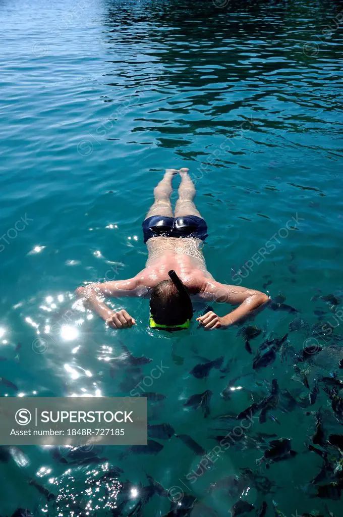 Tourist snorkeling in the turquoise sea surrounded by fish, Bay of Paraty or Parati, State of Rio de Janeiro, Brazil, South America