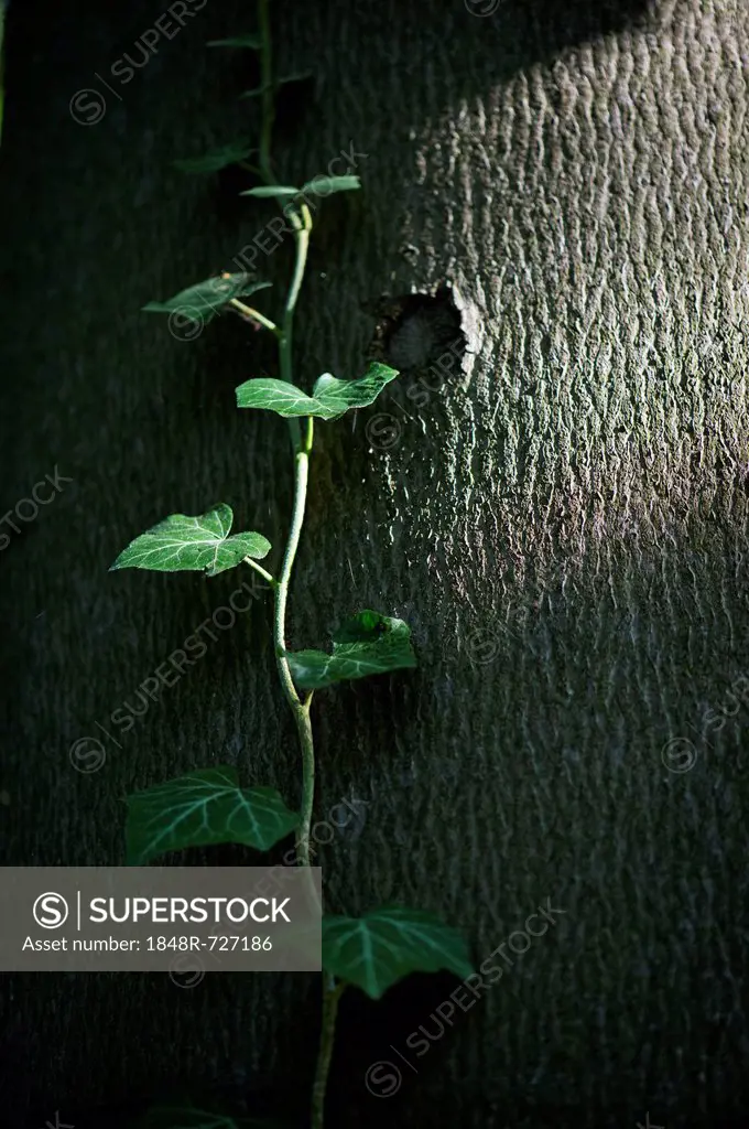 Common ivy, English ivy (Hedera helix) on a tree trunk, Baden-Wuerttemberg, Germany, Europe