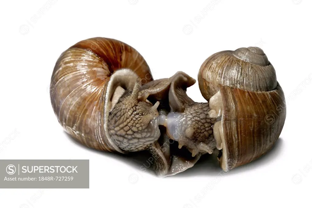 Burgundy snails, Roman snails, edible snails or escargots (Helix pomatia), mating, foreplay