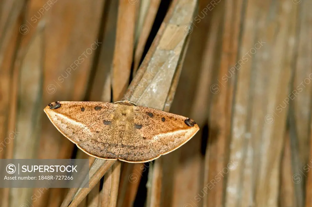 Geometer moth or Geometridae (Geometridae), Tandayapa region, Andean cloud forest, Ecuador, South America