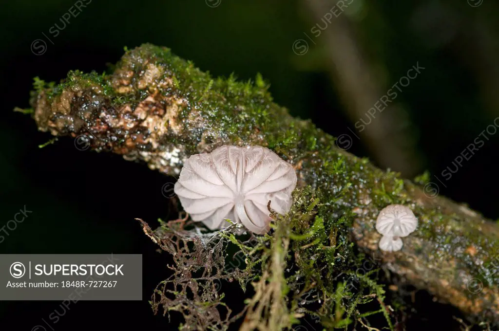 Mushroom of genus Marasmiellus, Tandayapa region, Andean cloud forest, Ecuador, South America
