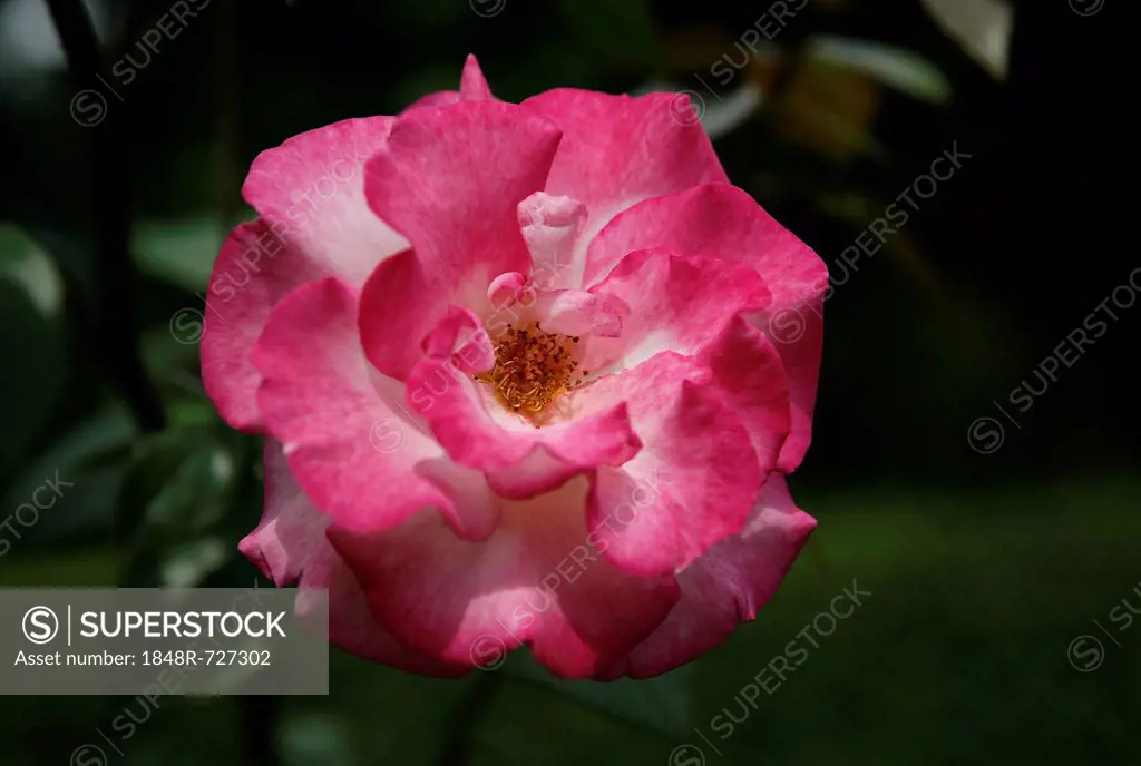 Blooming pink Rose (Rosa)