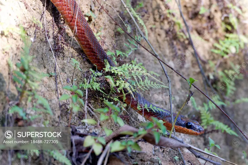 Neotropical Bird Snake or Dos Cocorite (Pseustes poecilonotus), Dos Brazos, Osa Peninsula, Puntarenas Province, Costa Rica, Central America