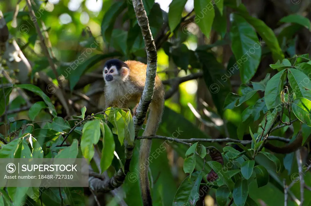 Central American Squirrel Monkey (Saimiri oerstedii), Sierpe, Puntarenas Province, Costa Rica, Central America