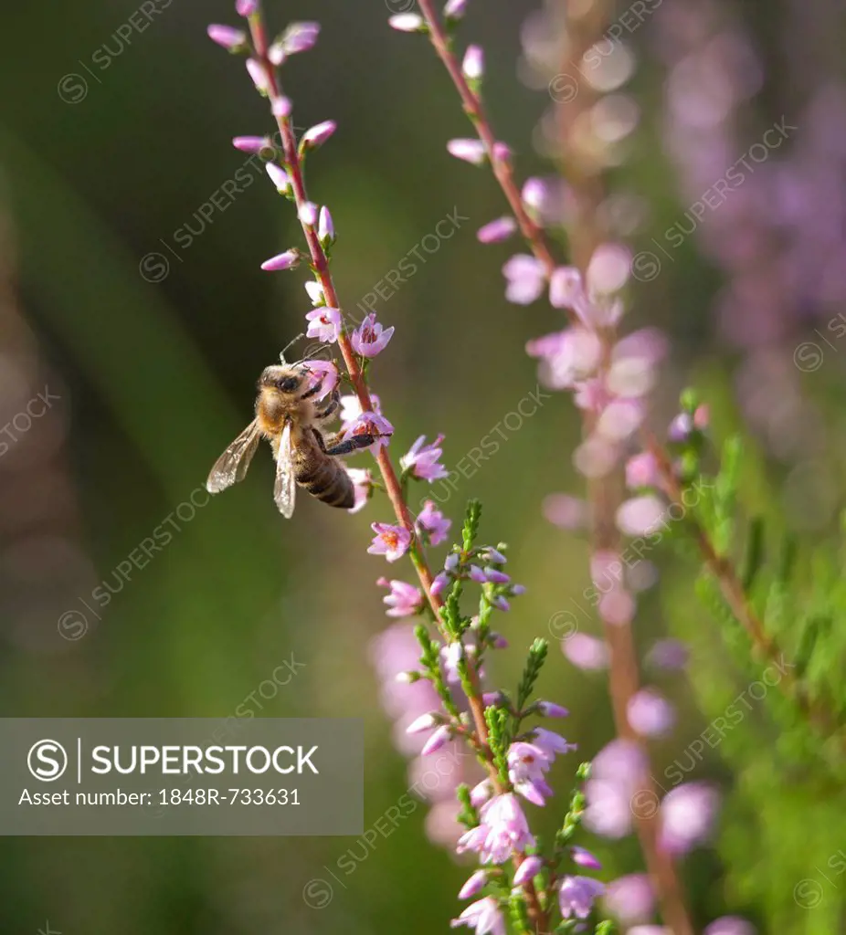 Bee on heather near Wilsede, Lueneburg Heath, Lower Saxony, Germany, Europe