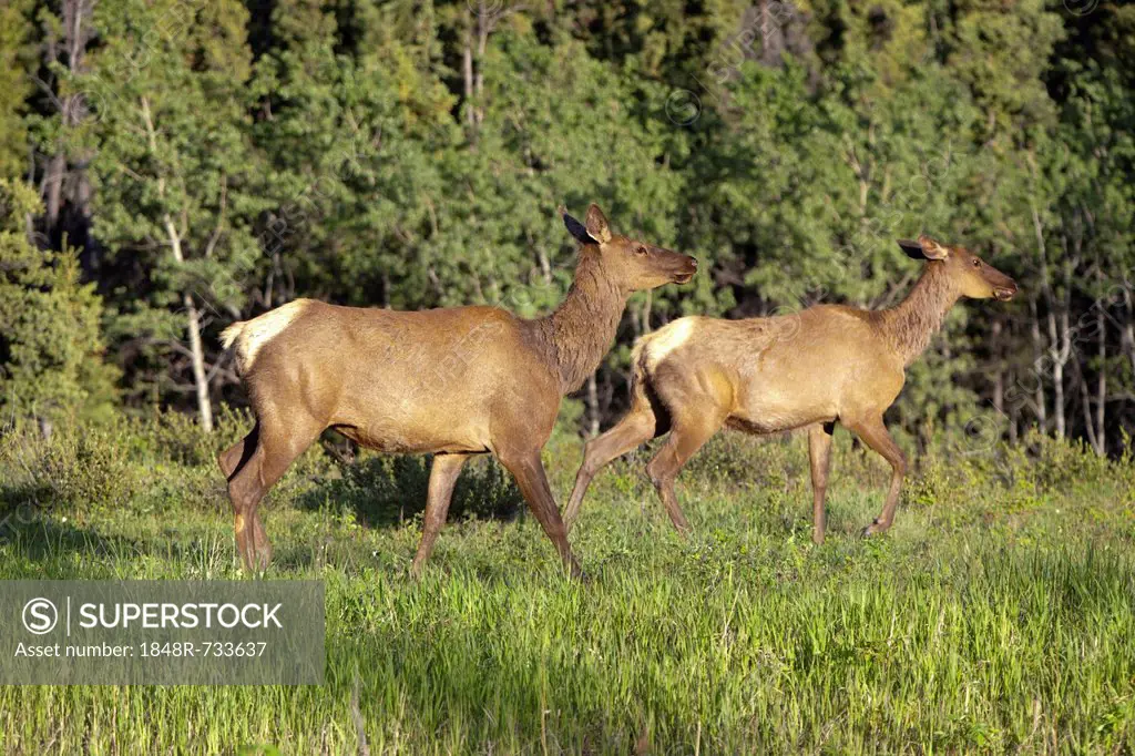 Elk, wapiti (Cervus canadensis), two females, cows, Yukon Territory, Canada