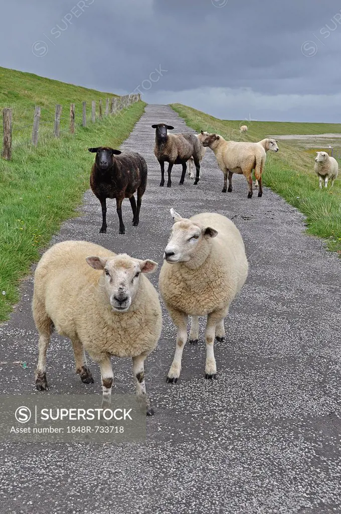 Domestic Sheep (Ovis orientalis Aries) on a dyke on Foehr, North Frisian Island, Schleswig-Holstein, Germany, Europe