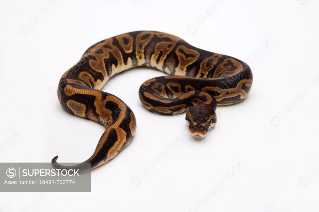 Leopard Ball Python or Royal Python (Python regius), female