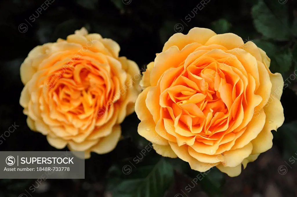 Rose (Rosa), variety Amber Queen