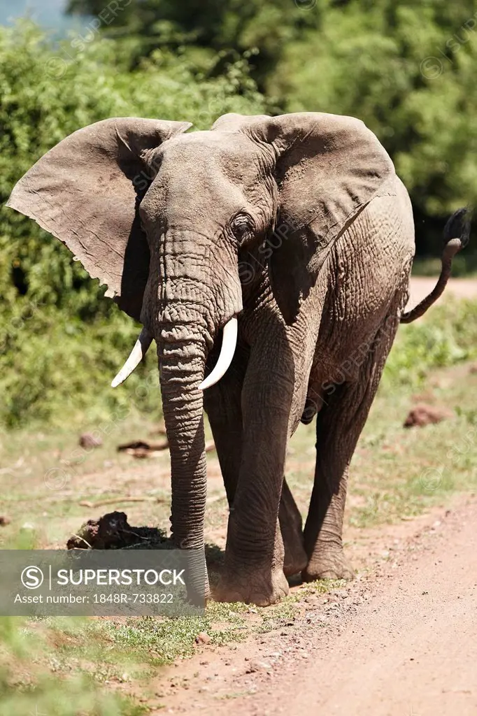 African Bush Elephant (Loxodonta africana), Lake Manyara National Park, Tanzania, Africa