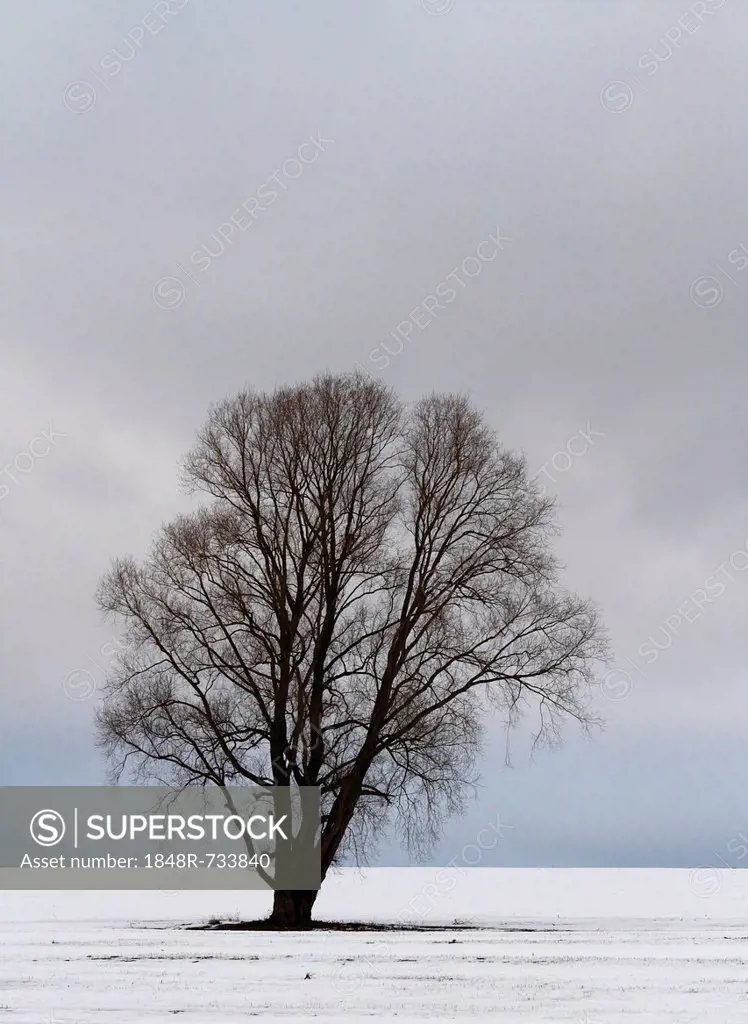 Deciduous tree in winter on meadow, Erfurt, Thuringia, Germany, Europe