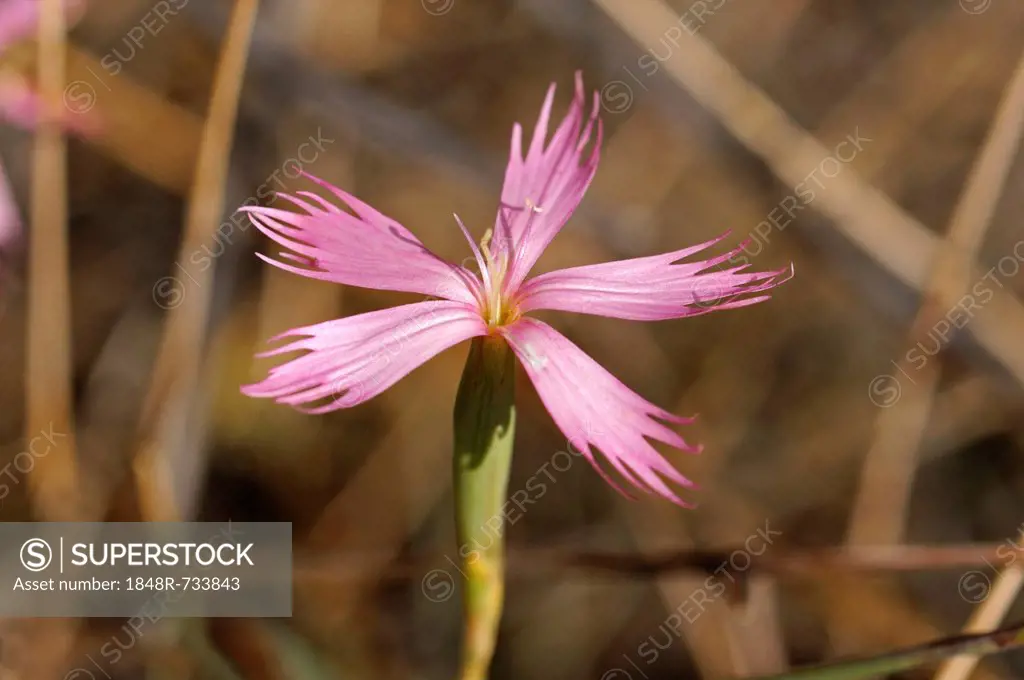 Dianthus namaensis, Goegap Nature Reserve, Namaqualand, South Africa, Africa