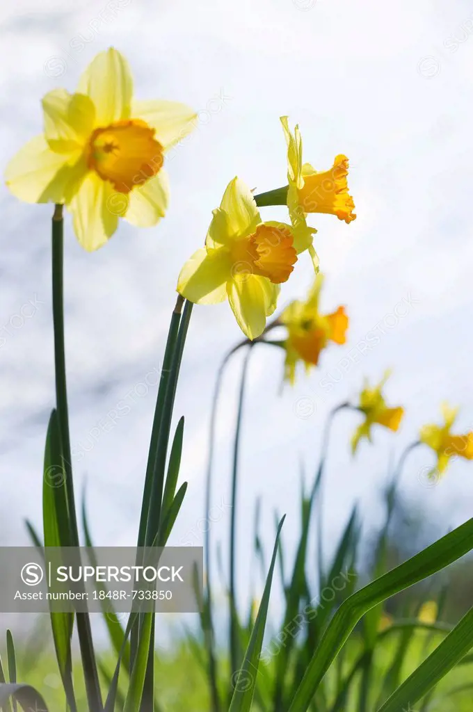 Daffodils (Narcissus pseudonarcissus)
