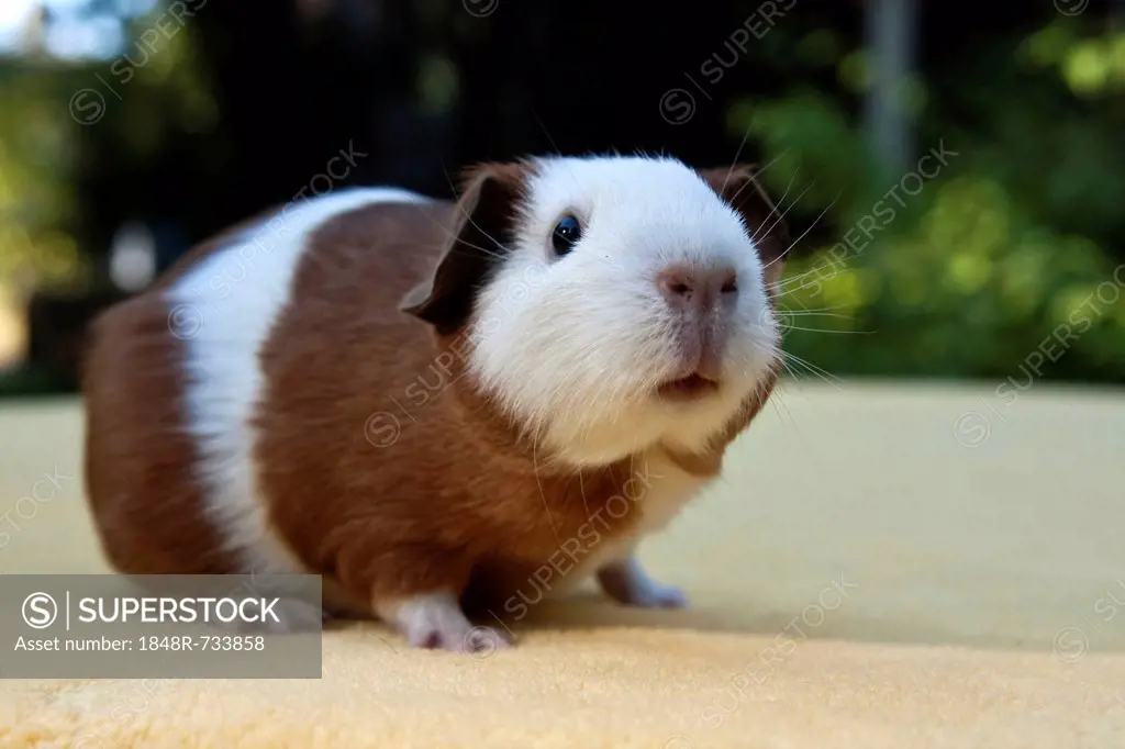 Young smooth hair, short hair guinea pig, red-white coloured