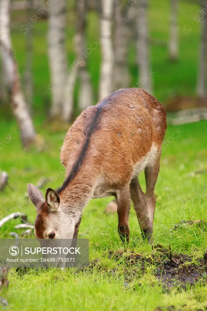 Red deer (Cervus elaphus), female, Norway, Scandinavia, Europe