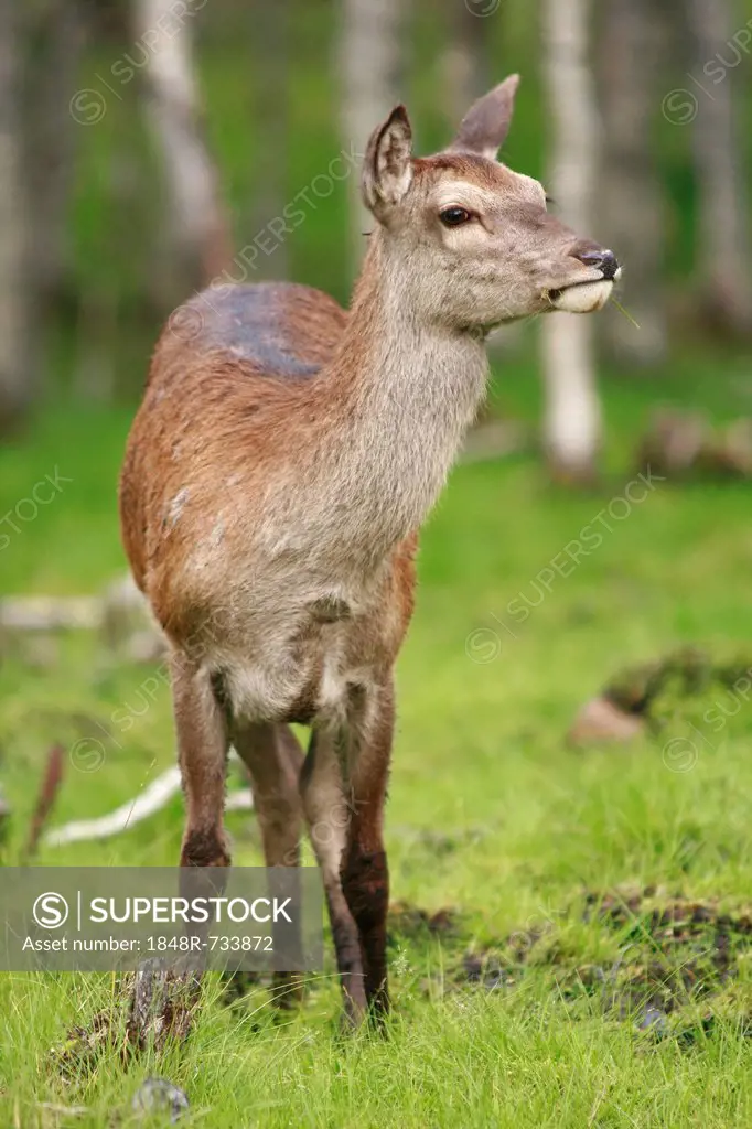 Red deer (Cervus elaphus), female, Norway, Scandinavia, Europe