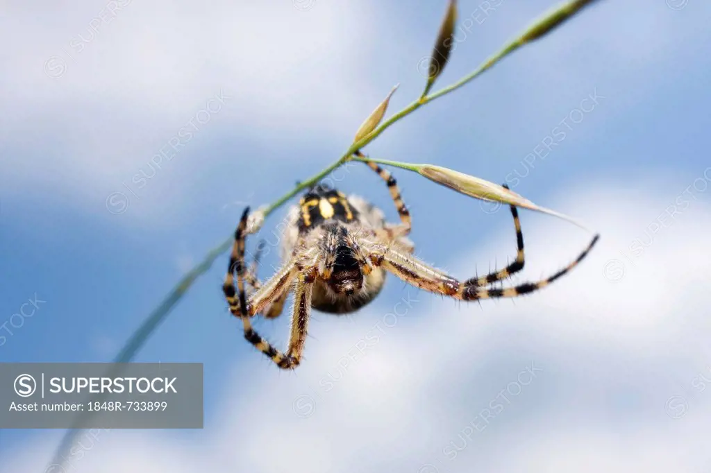 Oak spider (Aculepeira ceropegia)