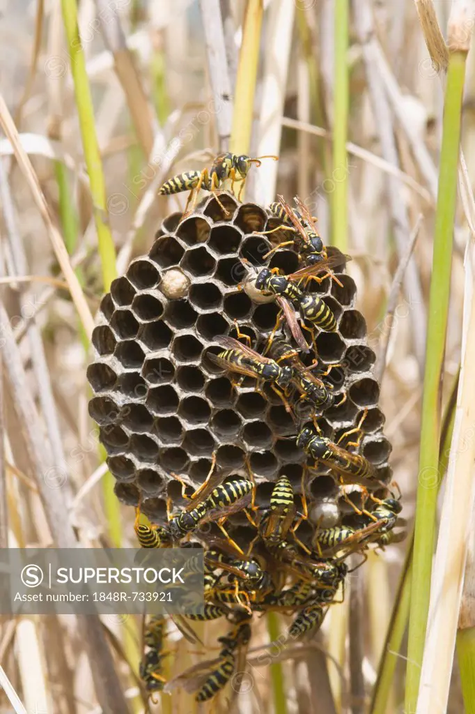 Nest of European Paper Wasp (Polistes dominula), Tuscany, Italy, Europe
