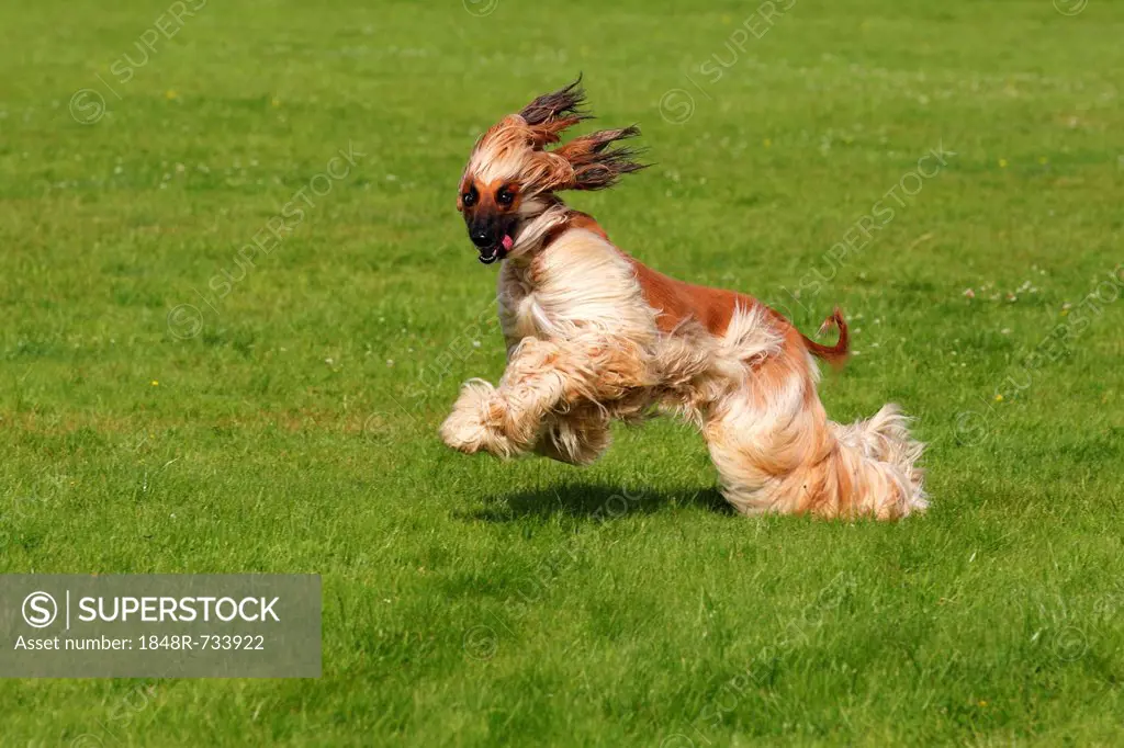 Afghan Hound dog (Canis lupus familiaris), male, sighthound breed