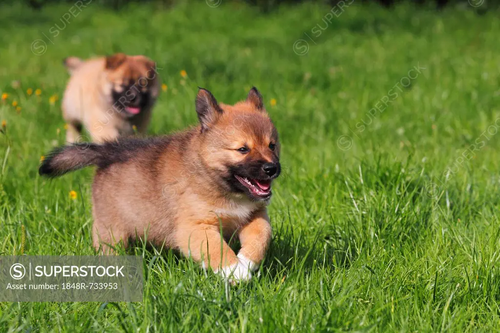 Running puppies, Icelandic Sheepdogs (Canis lupus familiaris)
