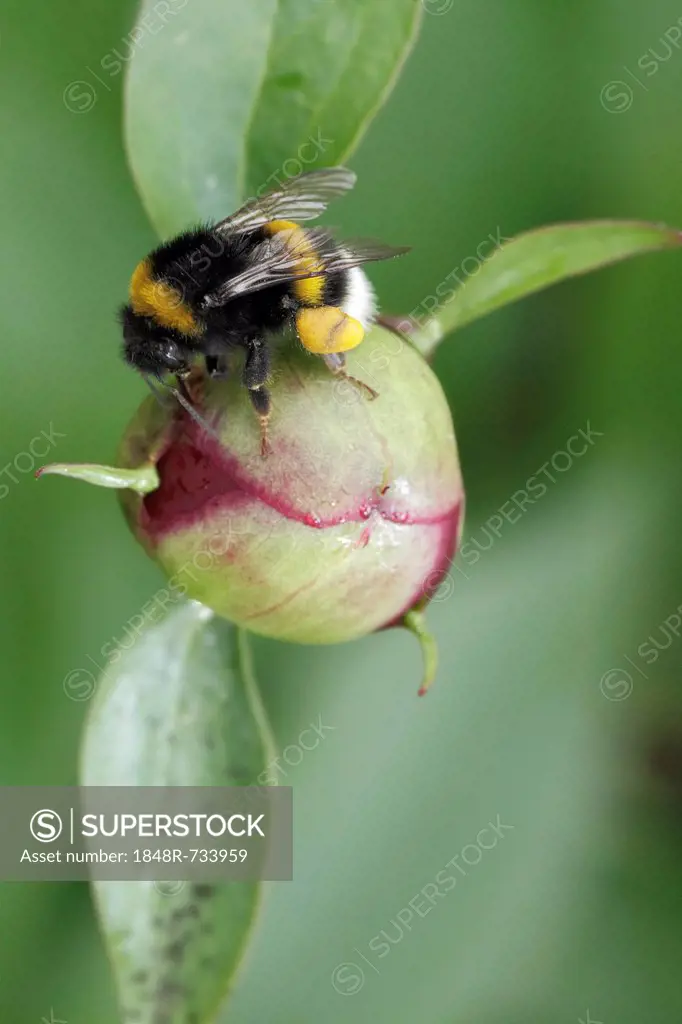 Buff-tailed bumblebee, Large earth bumblebee (Bombus terrestris) perched on a bud of European peony (Paeonia officinalis), Gummersbach, Oberbergischer...