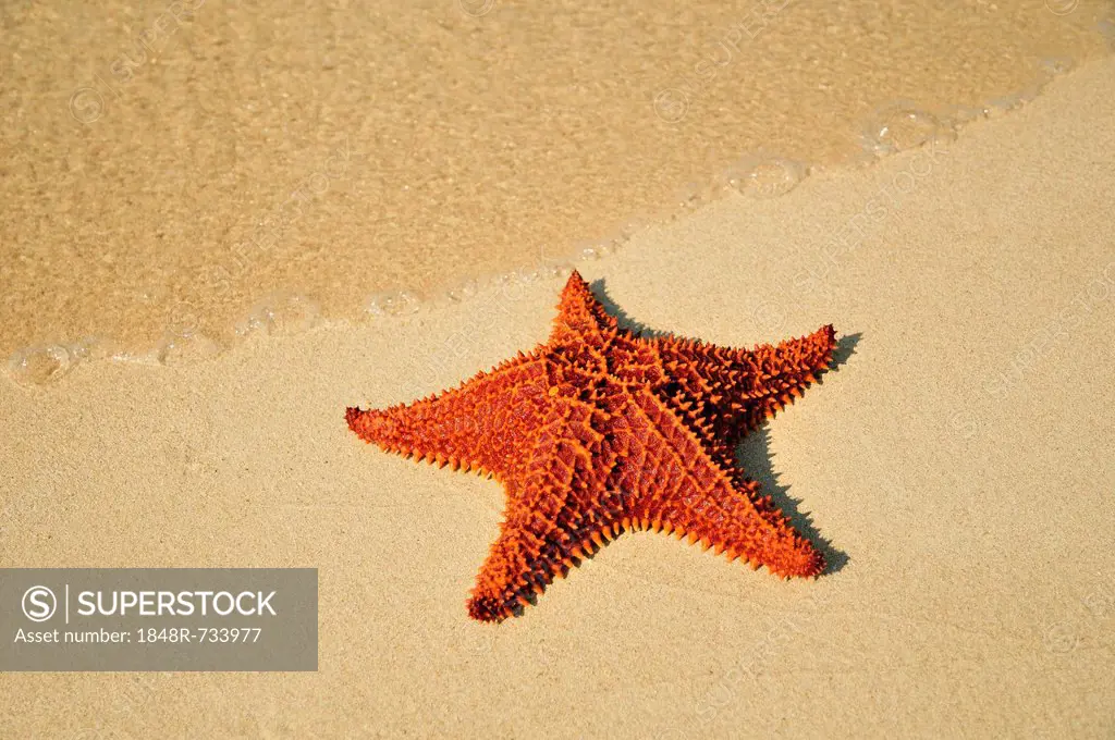 Red cushion sea star (Oreaster reticulatus), protected species, Playa Ancon beach, near Trinidad, Cuba, Caribbean