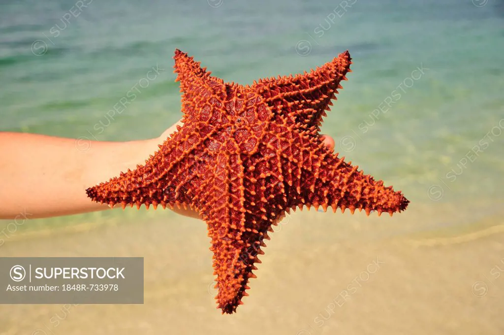 Red cushion sea star (Oreaster reticulatus), protected species, Playa Ancon beach, near Trinidad, Cuba, Caribbean