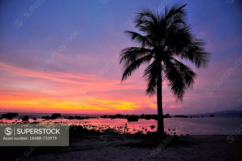 Palm in last evening light, Playa Ancon beach, near Trinidad, Cuba, Caribbean