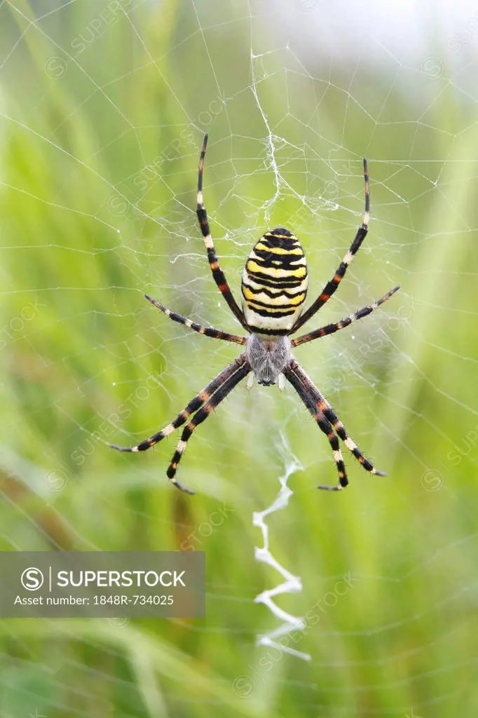 Wasp Spider (Argiope bruennichi), on web, Neunkirchen, Siegerland, North Rhine-Westphalia, Germany, Europe