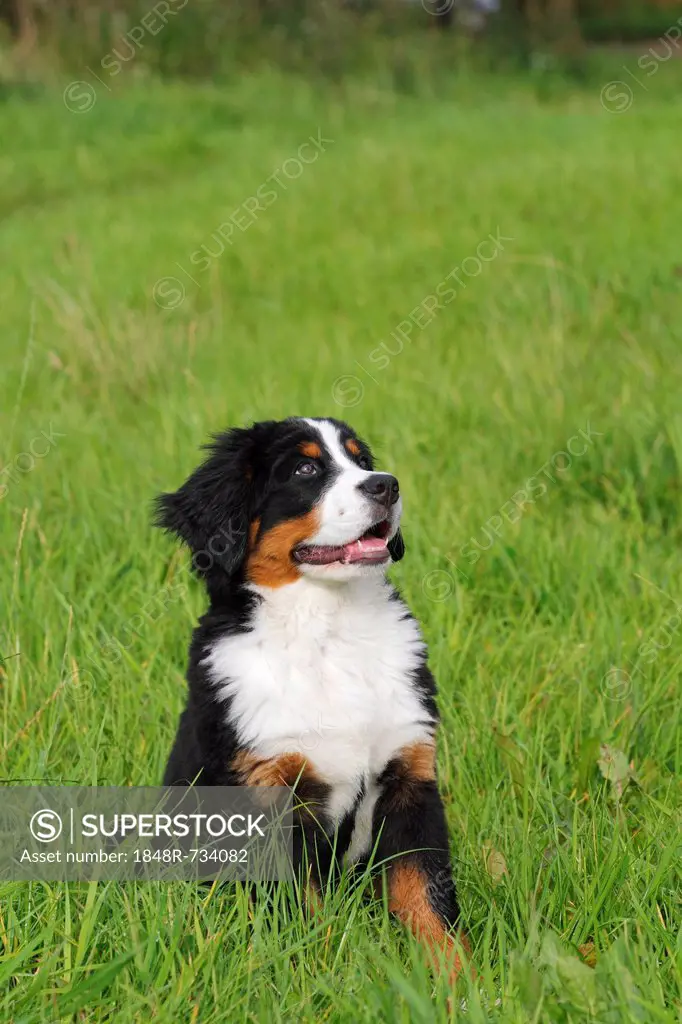 Bernese Mountain Dog (Canis lupus familiaris), puppy