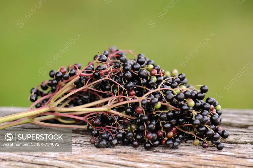 Elderberries (Sambucus nigra)