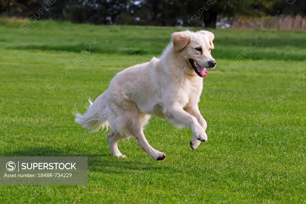Female Golden Retriever (Canis lupus familiaris), two-year old dog, running