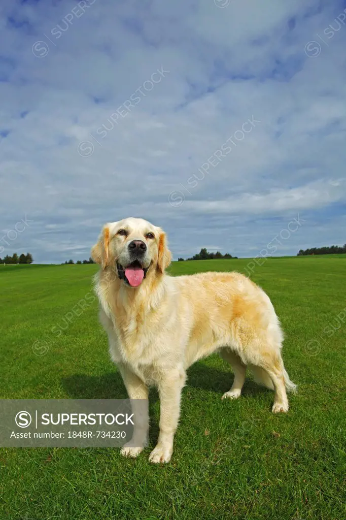 Female Golden Retriever (Canis lupus familiaris), two-year old dog