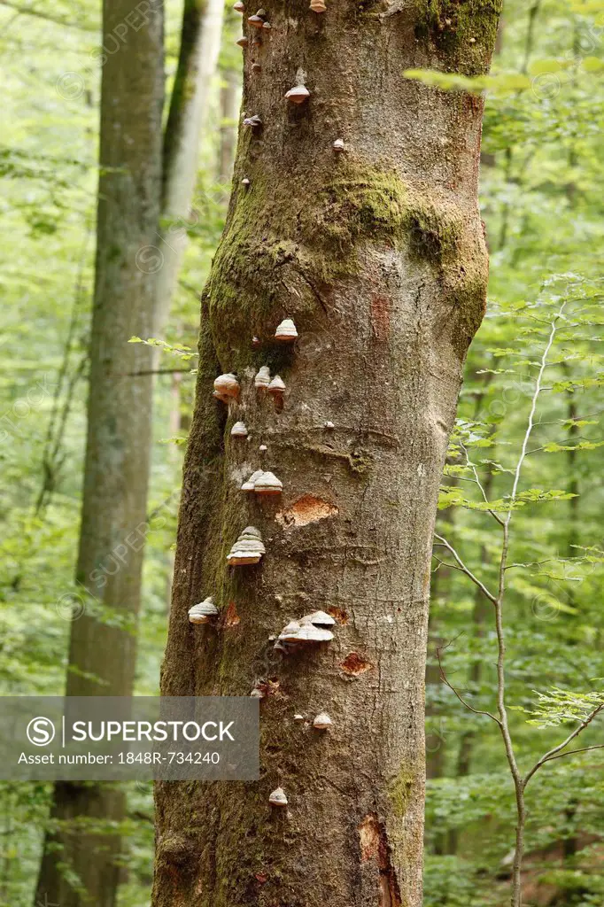 Trunk of a Beech (Fagus sylvatica) with bracket fungi, Steigerwald, Lower Franconia, Franconia, Bavaria, Germany, Europe, PublicGround
