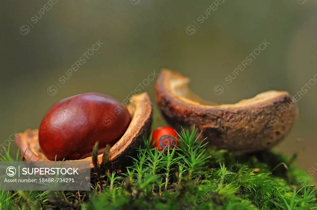 Autumn still life with Horse Chestnut (Aesculus hippocastanum)