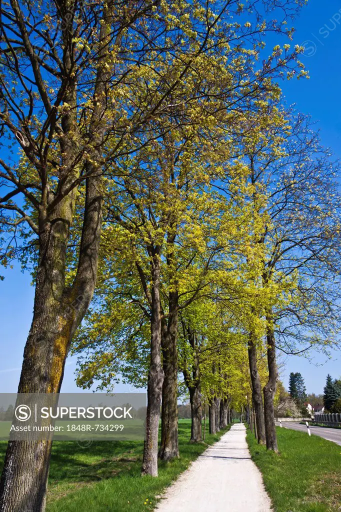 Tree-lined avenue in spring, Ingolstadt, Bavaria, Germany, Europe