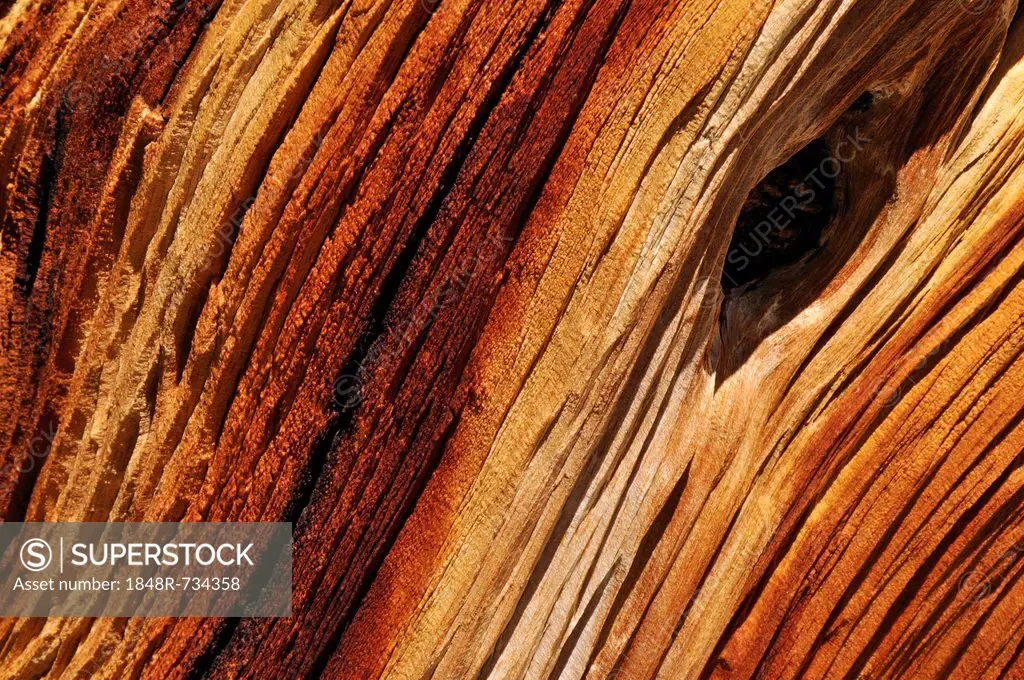 Weathered wood of an ancient Bristlecone pine (Pinus longaeva), Great Basin, Nevada, USA, North America
