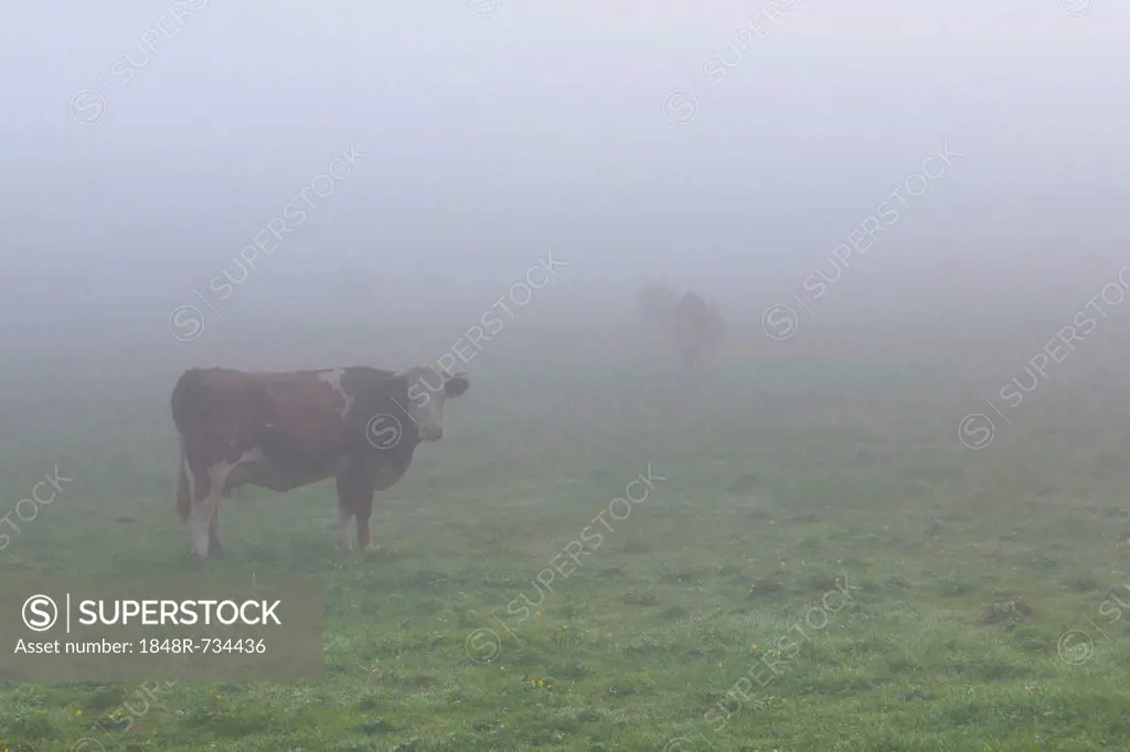 Cows on a pasture in the fog, Lake Staffelsee, Seehausen, Murnau, Upper Bavaria, Bavaria, Germany, Europe, PublicGround