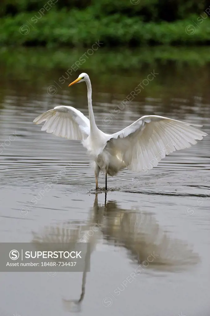 Great Egret (Casmerodius albus), flushing out small fish, Rottenschwil, Switzerland, Europe