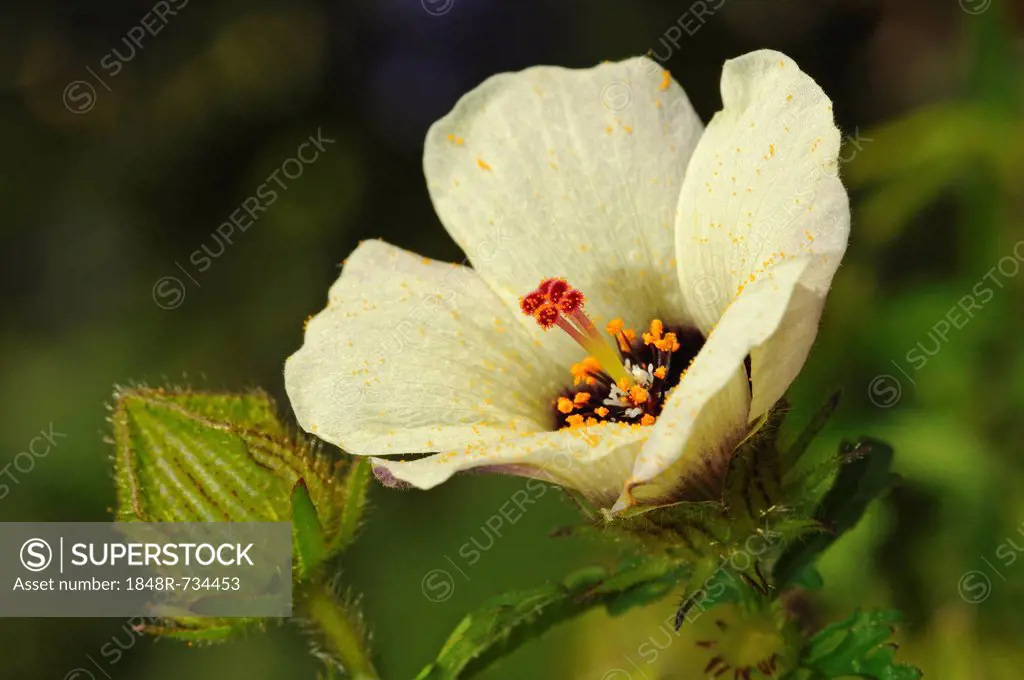 Flower-of-an-Hour (Hibiscus trionum), Europe